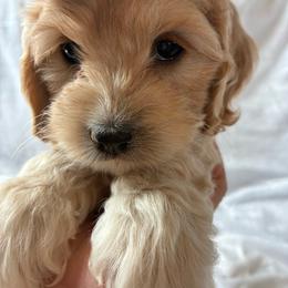 Daisy - Golden female Cockapoo puppy in Adrian, Oregon from ApplebyFarm
