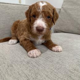 Blue collar boy - Red  male Goldendoodle puppy in Ridgewood, New Jersey from Jessie’s Doodles