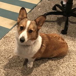 Bailey - Pembroke Welsh Corgi