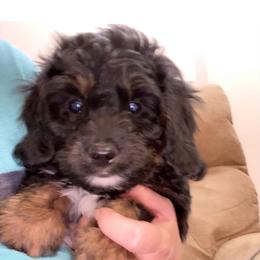 Aussiedoodle Puppies from Cross-Tied Farm Aussiedoodle