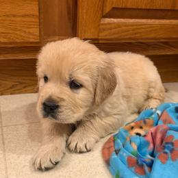 Buster - Light golden male Golden Retriever puppy in Grant County, Indiana from On The Sunny Side Pavey Farms