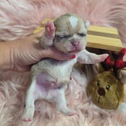 Alvin - Merle male Chihuahua puppy in Brooksville, Florida from Daystars Chihuahuas