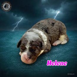 Helene - Blue merle female Bernedoodle puppy in Banner Elk, North Carolina from Walnut Tree Bernedoodles