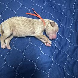 Goldendoodle Puppies from Crystal Romero