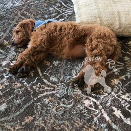 Poodle Puppies from Charleston Reds Standard Poodles