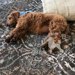 Poodle Puppies from Charleston Reds Standard Poodles