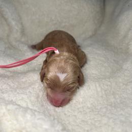 Cindy - Red  female Goldendoodle puppy in Camden, North Carolina from Oopsie Doodles of NC
