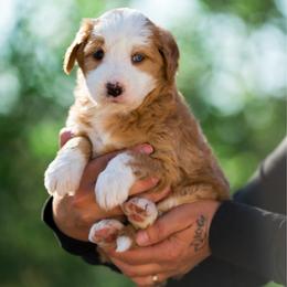 Liberty - female Australian Mountain Doodle puppy in Cortez, Colorado from Sassy Pants Pups
