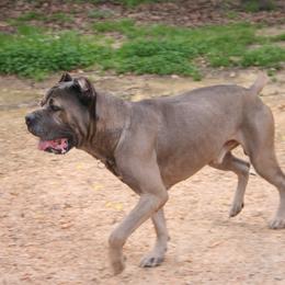 Phantom - Cane Corso