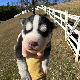 Cade - Black and white male Siberian Husky puppy in Burnsville, North Carolina from Peterson Puppies