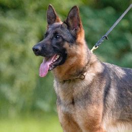 German Shepherds from Zwinger aus dem Nordsternstaat