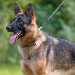 German Shepherds from Zwinger aus dem Nordsternstaat