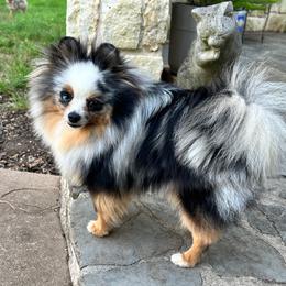Bling - Pomeranian