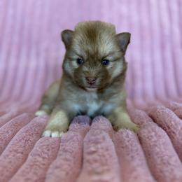 Aurora - Chocolate female Pomsky puppy in Aberdeen, Idaho from Willow Creek Cresteds