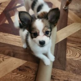 Papillon Puppies from Rene's Papillon