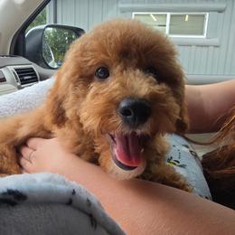 Zuko - Red  male Poodle puppy in Washington from Mt.BakerPoodles&Doodles