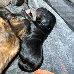 Yellow collar - Black and tan female Dachshund puppy in Saint Albans, Maine from Australian Cattle Cuties and littles