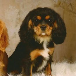 Cavalier King Charles Spaniels from Silverspoon Cavaliers