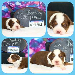 Bentley - Red tri male Toy Australian Shepherd puppy in Levelland, Texas from Once Upon a Time Aussies