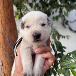 Ben - Red speckled male Australian Cattle Dog puppy in Sahuarita, Arizona from A2 Australian Cattle Dogs