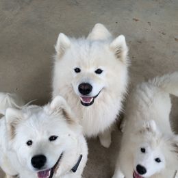 Samoyed Puppies from Bluegrass Samoyeds