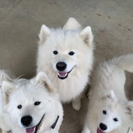 Samoyed Puppies from Bluegrass Samoyeds