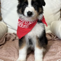 Panda 3 - Panda male German Shepherd puppy in Lordstown, Ohio from Jewels German Shepherd