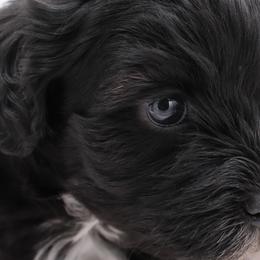 Cavalier King Charles Spaniels, Cavapoos, Havanese, and Havapoos from Grayfinn House