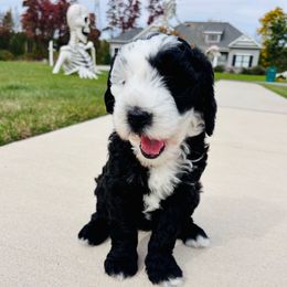 Indy - Black and white female Sheepadoodle puppy in Osceola, Indiana from Sheepadoodle Doo