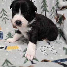 Boy 4 - Black and white male Border Collie puppy in Pennsylvania from Winter Creek Border Collies