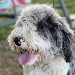 Lola - Sheepadoodle