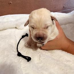 Black - Yellow male Labrador Retriever puppy in At Henry, Ohio from Hickory Creek Labs