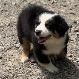 Black Tri Male - Black Australian Shepherd puppy in Canajoharie, New York from Wild Meadow Farms
