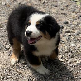 Black Tri Male - Black Australian Shepherd puppy in Canajoharie, New York from Wild Meadow Farms