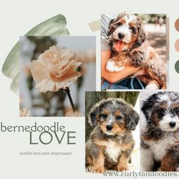 Goldendoodles from Curlytail Doodles