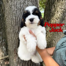 Pepper Jack - Tri-color male Bernedoodle puppy in Springfield, Missouri from PoodlelyDoodlely