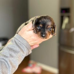 Dachshund Puppies from Rea's Puppies