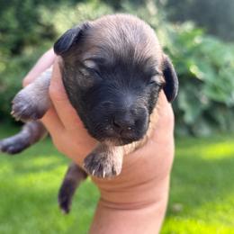 Smoke show - Sable female Schnoodle puppy in Temple, Texas from Schnauzers Of Taylor