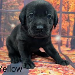 Goldendoodle, Golden Retriever, Labradoodle, and Labrador Retriever Puppies from Robertson's Retrievers and Doodles