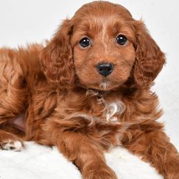 Ruby - Red female Cavapoo puppy in Millersburg, Ohio from Ohio Puppy Paws