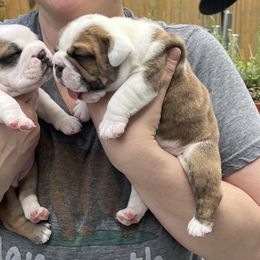 Bulldog Puppies from Sweet Rolls