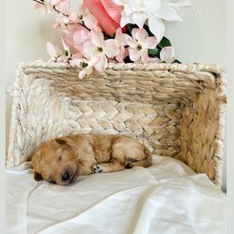 Aussiedoodle and Goldendoodle Puppies from Utah Faith Doodles