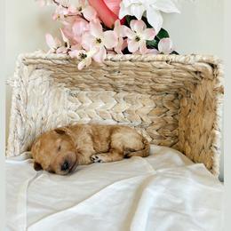 Aussiedoodle and Goldendoodle Puppies from Utah Faith Doodles
