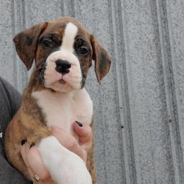 Boxer Puppies from Truax Farms