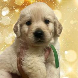 Green male - Golden male Golden Retriever puppy in Jesup, Georgia from Painted Platinum Retrievers (Painted Platinum Kennel) PPK