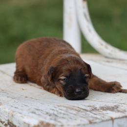 Pearl - Wheaten female Whoodle puppy in West Bend, Iowa from Blue Skies Terriers