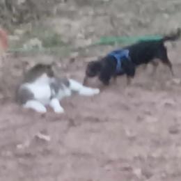 Dachshund Puppies from CLARK'S BREEDING PROGRAM