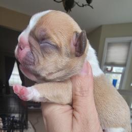 Red pied boy - Tricolors male French Bulldog puppy in Howell, Michigan from Jessicah's Frenchies Michigan's French Bulldog Breeder