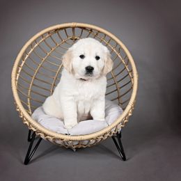 Golden Retriever Puppies from Lovasi Goldens