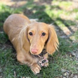 Ivy - Dachshund